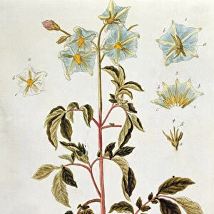 Potato Flowers, plate from Herbarium Blackwellianum published 1757 in Nuremberg