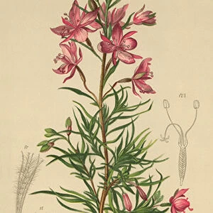 rosemary-leaved willowherb (Epilobium rosmarinifolium, Epilobium Dodonaei) (colour litho)