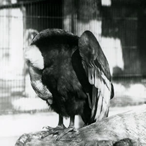 A sleeping Andean Condor at London Zoo, 1923 (b / w photo)