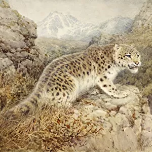 Snow Leopard, c. 1920 (w / c on paper)