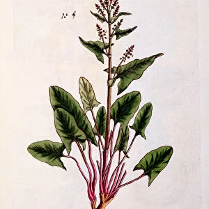 Sorrel, plate 230 from A Curious Herbal, published 1782 (colour engraving)