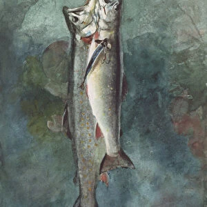 Two Trout, 1891 (w / c on paper)