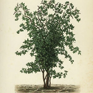 Zabala or coguil fruit tree, Lardizabala biternata, Lardizabal