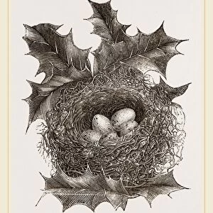 Nest of Greenfinch