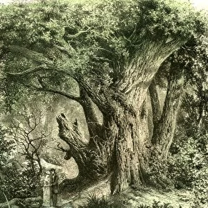 wood, woodland, woods, forest, woodland, wood, woods, uk, 19th century, vintage, old print