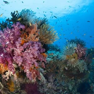 Colorful soft corals adorn the stunning reefs of southern Raja Ampat