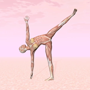 Female musculature performing half moon yoga pose