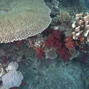 Healthy corals cover a reef in Beqa Lagoon, Fiji