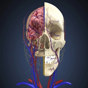 Human skull showing brain and circulatory system