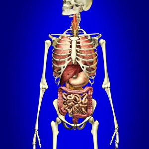 Male skeleton with internal organs on blue background