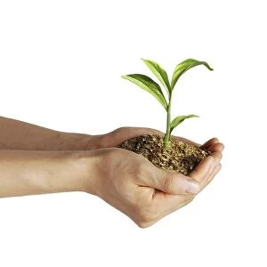 Mans hands holding soil with a little growing green plant