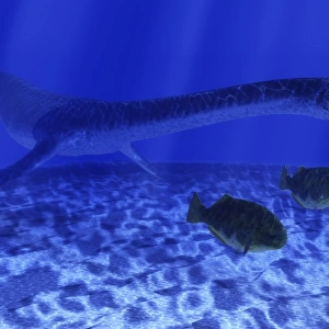 A Plesiosaurus marine reptile attacks a school of Dapedius fish