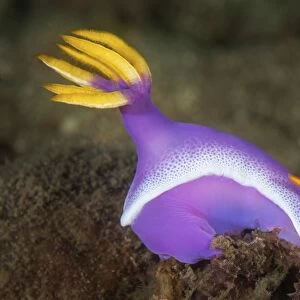 A purple nudibranch searching for sponges to feed