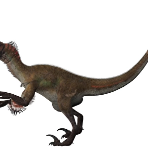 Utahraptor, a carnivorous dinosaur from the Cretaceous Period