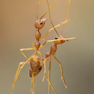 Dance Ants