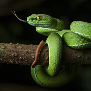 Smooth Snake Related Images