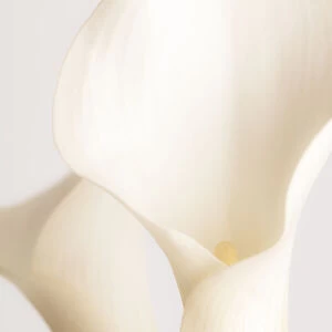 White Calla Lily No 2