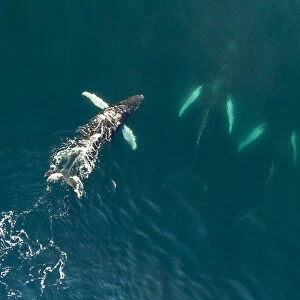 Aerial view of Humpback whales (Megaptera novaeangliae) Bay of Fundy, Canada. November