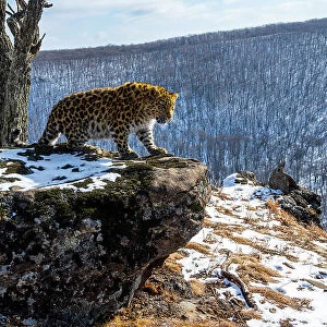 Amur leopard (Panthera pardus orientalis) cub standing on rocky outcrop overlooking mountain forest, Land of the Leopard National Park, Russian Far East. Critically endangered. Taken with remote camera. January