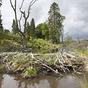 Beaver (Castor fiber) dam on river, Bamff Estate, Perthshire, Scotland, UK