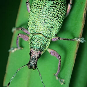 Broad-nosed weevil (Exophthalmus opulentus) on leaf. Los Tuxtlas Biosphere Reserve, Mexico