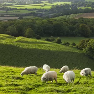 Chalk downland landscape with sheep grazing, Cranborne Chase, Wiltshire, England, UK