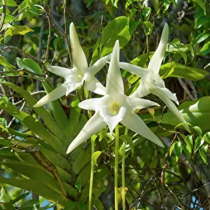 Darwins Orchid (Angraecum sesquipedale) species which is pollinated by a long-tongued moth