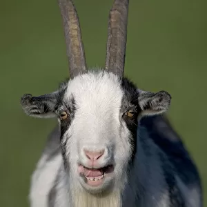 Domestic goat (Capra hircus) pygmy goat bleeting, portrait, UK