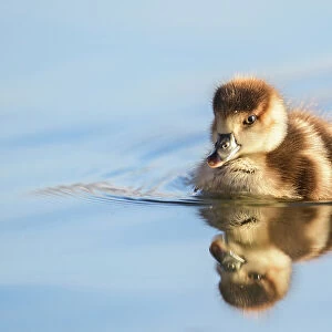Egyptian goose (Alopochen aegyptiaca) gosling swimming in the water, London, UK, February