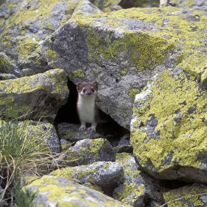 Ermine / Stoat (Mustella erminea) in highlands of the Northern Caucasus, Russian