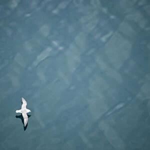 Fulmar (Fulmarus glacialis) flying over sea, Iceland