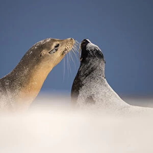 Galapagos sea lions (Zalophus californianus) two interacting on sand, Mosquera Islet