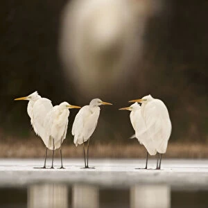 Great egret (Ardea alba) group of five at waters edge, with very out of focus