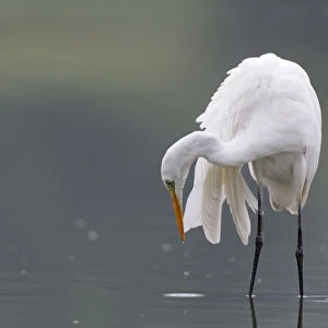 Great egret (Ardea alba) hunting for fish, Elbe Biosphere Reserve, Lower Saxony, Germany
