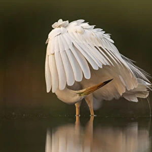 Great white egret (Egretta Alba) preening its feathers, Valkenhorst Nature Reserve
