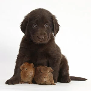 Liver Flatcoated Retriever puppy, 6 weeks, with two baby Guinea pigs