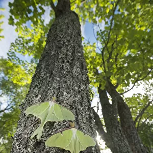Luna moths (Actias luna) New Brunswick, Canada, June