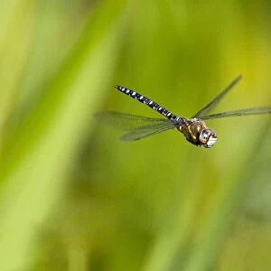 Migrant Hawker dragonfly (Aeshna mixta latrielle) male in flight, Wiltshire, England