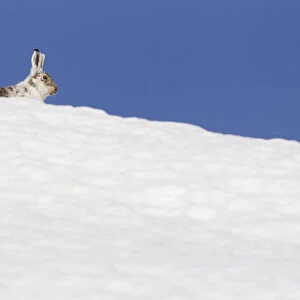 Mountain hare (Lepus timidus) with partial winter coat, head peering over a snow-covered skyline