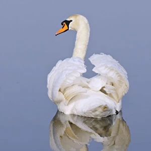 Mute swan (Cygnus olor), Kent, England, UK, March