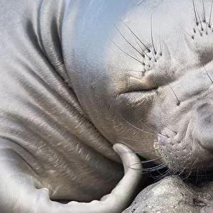 Northern elephant seal (Mirounga angustirostris) close-up of weaner / juvenile sleeping, Guadalupe Island Biosphere Reserve, off the coast of Baja California, Mexico, April