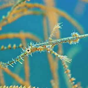 Ornate ghost pipefish (Solenostomus paradoxus) young hides amongst the branches of a black coral bush (Antipathes sp) Sangeang Island, Sumbawa, Indonesia, Flores Sea
