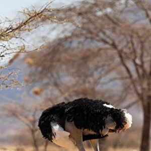 Ostrich (Struthio camelus) male preening, looking headless, Samburu Reserve, Kenya