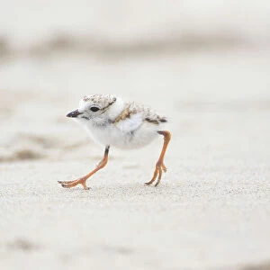 Piping Plover (Charadrius melodus), chick running along a beach, Massachusetts coast, USA. June