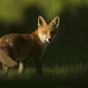 Red fox (Vulpes vulpes) cub looking at camera, in morning. Sheffield, England, UK. June