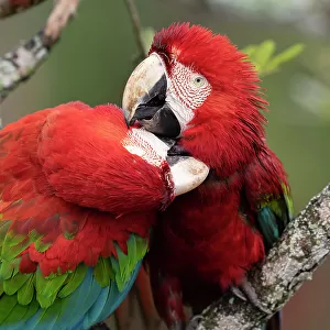 Two Red and green macaws (Ara chloropterus) perched on branch, one preening the other, Burraco das Araras, Pantanal wetlands, Mato Grosso do Sul, Brazil
