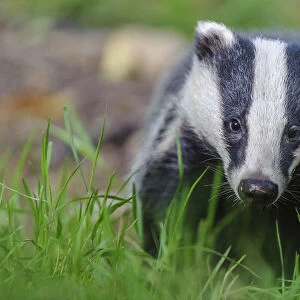 RF - European badger (Meles meles) foraging, portrait. Devon, England, UK. June. (This image may be licensed either as rights managed or royalty free. )