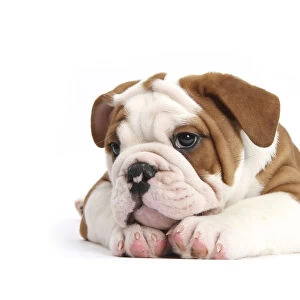 RF- Head portrait of Bulldog puppy with chin on paws