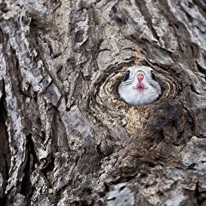 Siberian flying squirrel (Pteromys volans orii) peeking out from its nests prior to exiting. Hokkaido, Japan. March