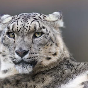 Snow leopard (Panthera uncia) with ears back. Captive